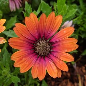 Meet your Posher, Larisa